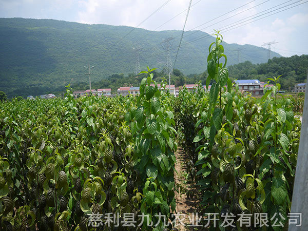 高峰基地