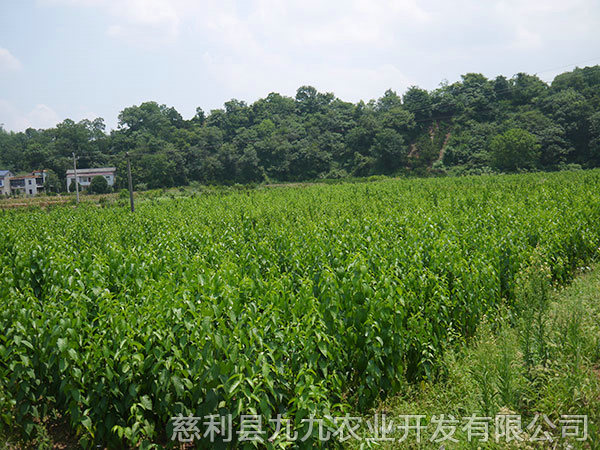 高峰基地