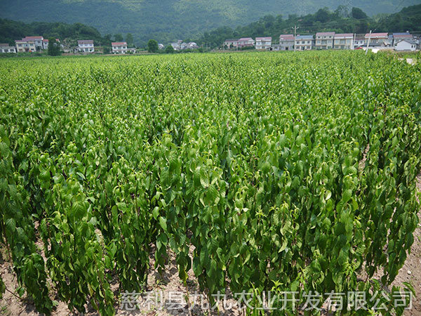 新城区基地