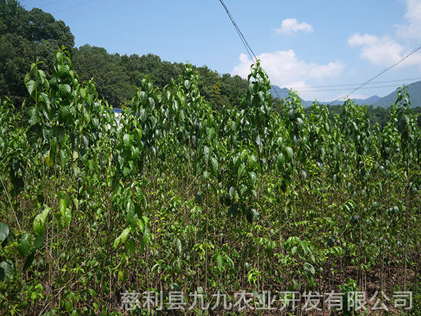 岩泊渡基地