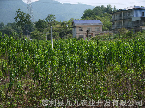 岩泊渡基地