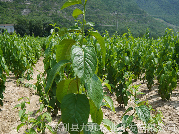 杨柳铺基地