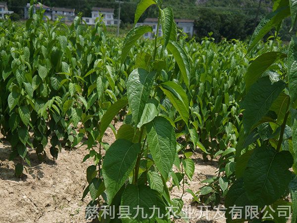 杨柳铺基地