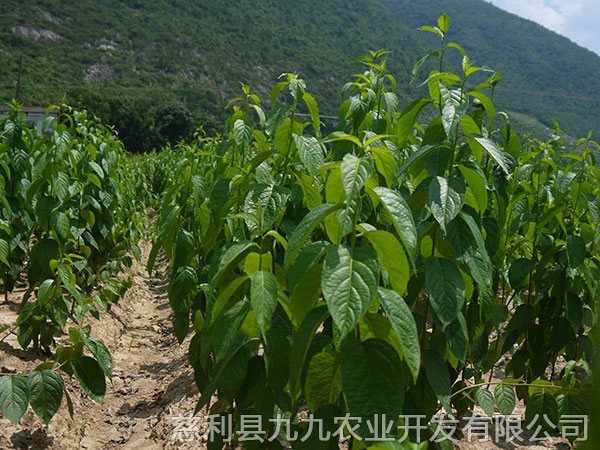 杨柳铺基地