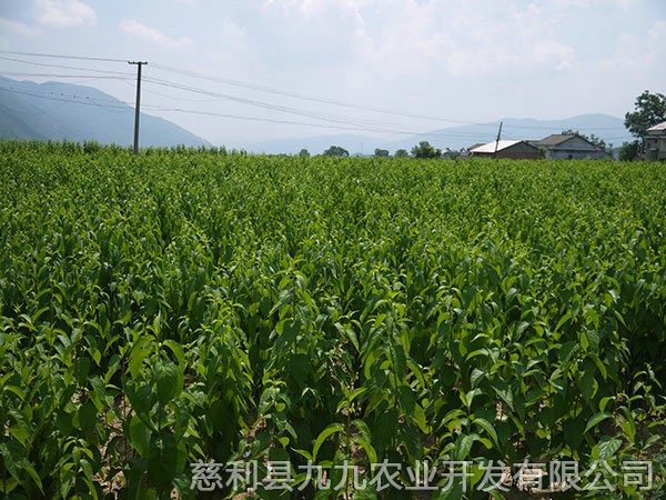 本地优选2年苗(价格面议）