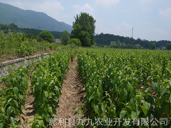 本地优选1年苗（价格面议）