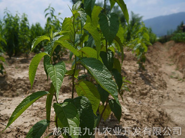 本地优选1年苗（价格面议）