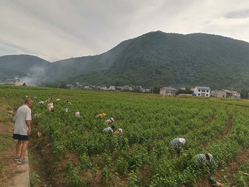 杨柳铺基地