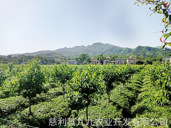 凤凰示范基地