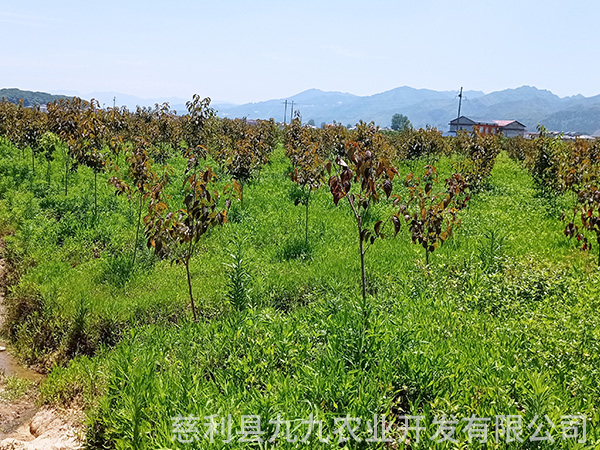 凤凰示范基地