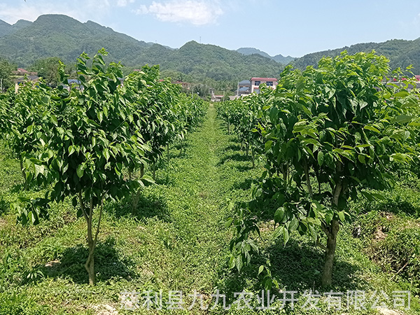 凤凰示范基地