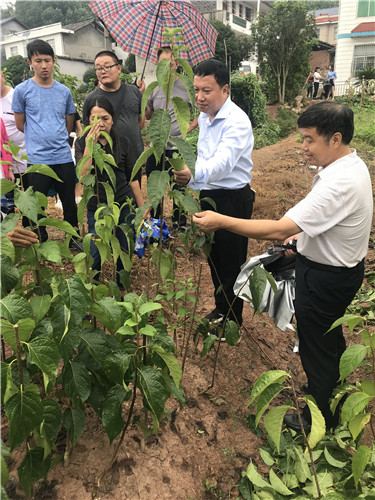 慈利县九九农业开发有限公司,张家界粘木苗销售,杜仲种植,苗木销售