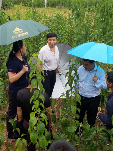 慈利县九九农业开发有限公司,张家界粘木苗销售,杜仲种植,苗木销售