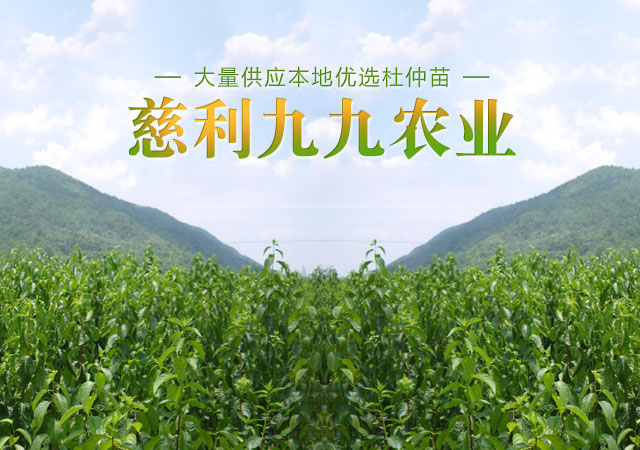 慈利县九九农业开发有限公司_张家界粘木苗销售|杜仲种植|苗木销售